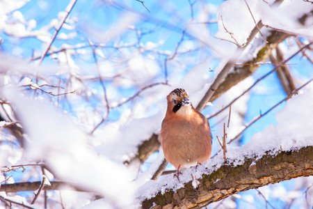 Eurasian jay on a branch after heavy snow fall in Warsaw Lazienki park, Polandの写真素材