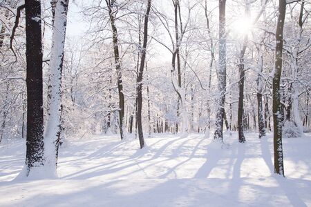 Frozen pond covered in snow during winter in Warsaw park Lazienki, Polandの写真素材
