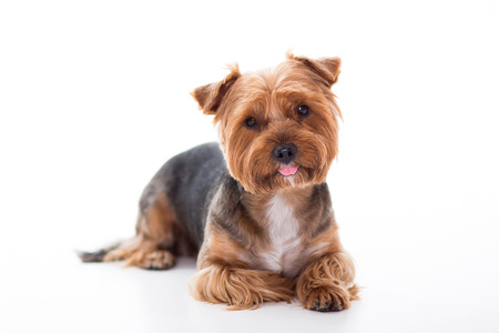 Cute dog lies on white background. Yorkshire Terrierの写真素材