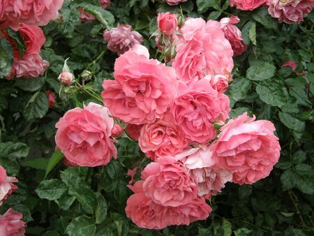 A photograph showing blooming pink roses.の写真素材
