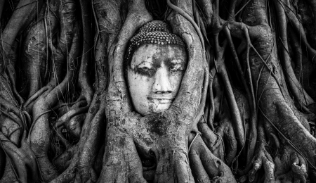 Buddha Head in Ayutthaya thailand treeの写真素材