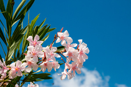 Ruins of ancient Pompeii, Italyの写真素材
