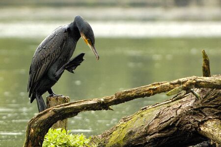 cormoranの写真素材