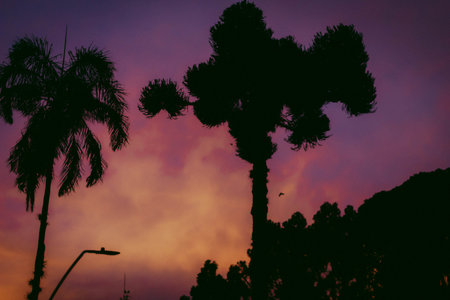Silhouette of palm tree at sunset, vintage color tone.の写真素材