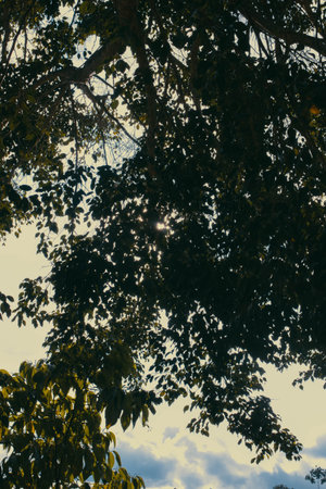 Sunlight through the branches of a tree in the forest, vintageの写真素材