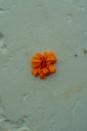 Orange flower on the cement floor. Orange flower on the cement floor.