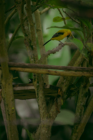 A male oriental weaver is perching on a branch.