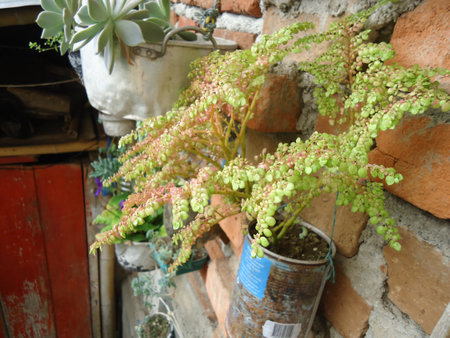 Succulent plants in pots on the terrace of an old houseの写真素材