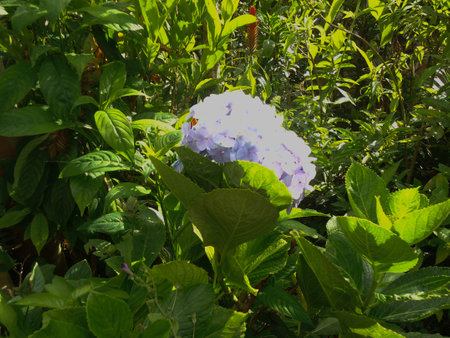 Hydrangea flower in the garden. Hydrangea macrophyllaの写真素材