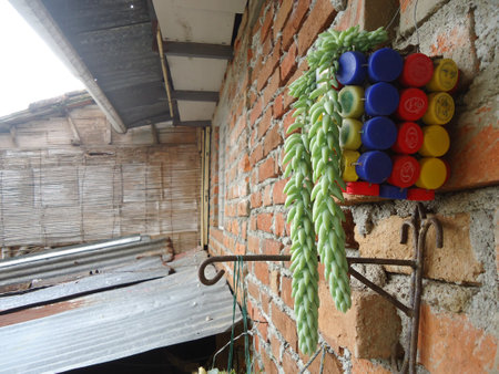 Succulent plant on the wall of the house, Thailand.の写真素材