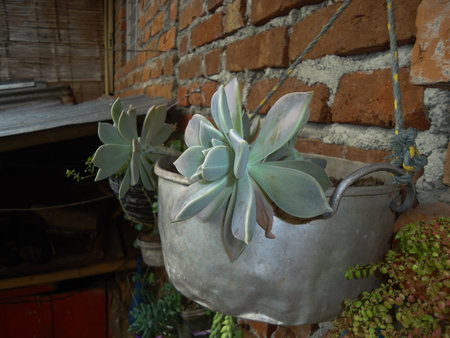 Succulent plant in a pot on the background of a brick wallの写真素材