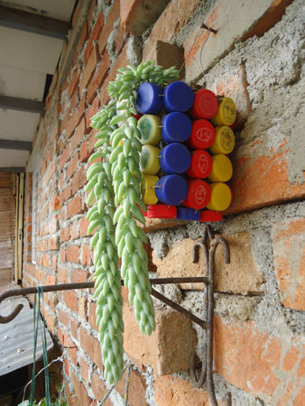Green succulent plant hanging on the wall of a brick house.の写真素材