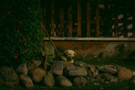Labrador Retriever in the garden at night. Retro-styleの写真素材