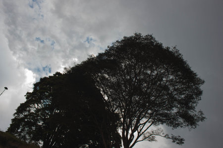 Tree silhouette with cloudy sky in the morning, Chiang Mai, Thailandの写真素材