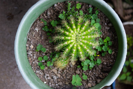 Cactus in green pot, top view. Cacti background.の写真素材