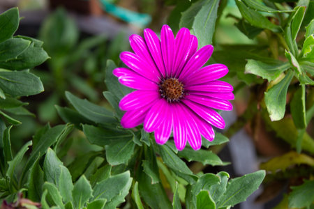 Purple daisy flower with green leaves in the garden, stock photoの写真素材