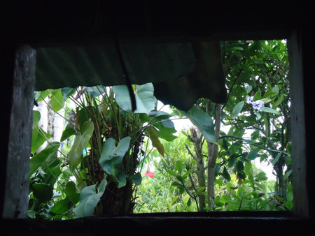 Tropical rainforest view from the window of a house.の写真素材