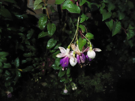 Purple and white fuchsia flowers with raindrops on leavesの写真素材