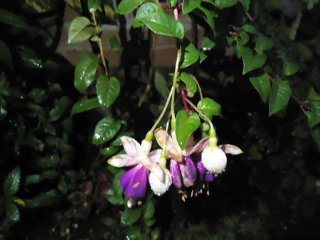 Purple and white fuchsia flowers in the garden, stock photoの写真素材