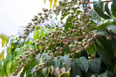Green leaves and fruits growing on a tree.