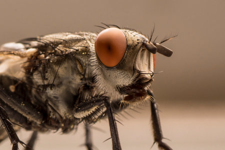 Close up of a fly