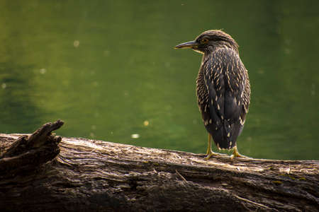 Bird called "Garza Bruja" standing on a tree branch in Rivadavia Lake, Patagonia Argentinaの写真素材