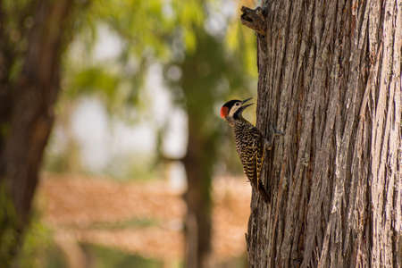 Woodpecker grabbing from a tree to eat in Buenos Aires, Argentina.の写真素材