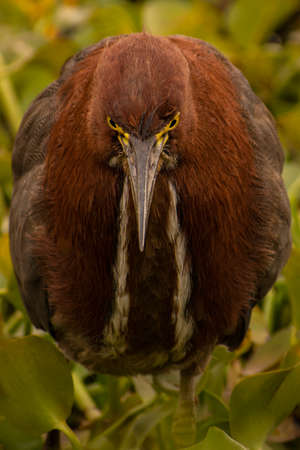 Front picture of a bird in a lagoon with vivid colors and two white lines in the neck called Hoco Colorado - Trigosoma Lineatumの写真素材