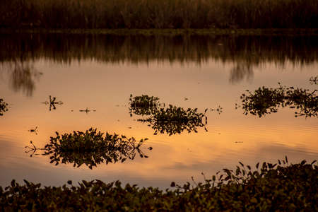Water plants in San Vicente, a little town in north Buenos Aires province, with orange colors at...