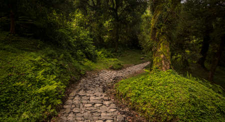 Stone path between the wild vegetation in TucumÃ¡n, Argentina