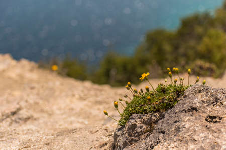 grass field with little flowers in Nonthue LakeÂ´s shore, Lanin National Park, Argentina.