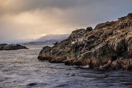 Part of a desertic rock island with ground layers and sea birds like seagulls and cormorants in...