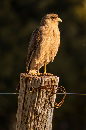 Bird of prey standing on a wooden stick and looking to the right at the afternoon. Harrier,...