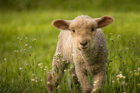 Sheep breeding, lamb, on a flowered meadow lookin to the camera in Buenos Aires countryside, Argentina. Sheep, Ovis orientalis ariesの写真素材