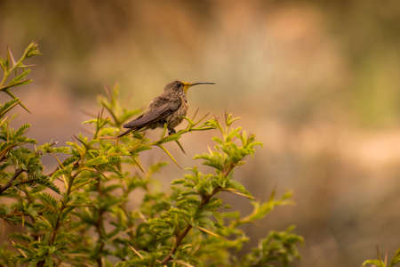 Little hummingbird standing in a tree brunch in jujuy. Argentina. Trochilidaeの写真素材