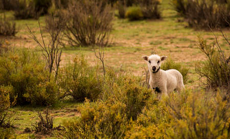 Little white baby-sheep lookin at the camera in a wild environment with a black stainの写真素材