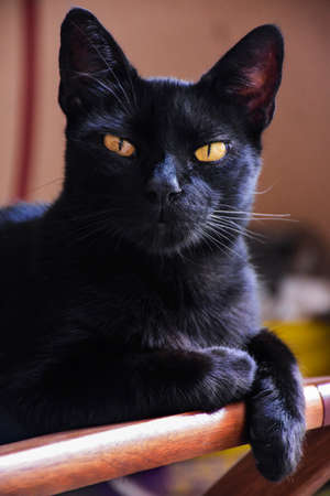 Black beatiful cat looking at the camera on a wooden chair in Buenos Aires, Argentinaの写真素材