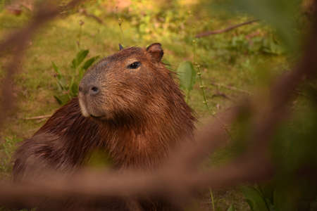 Head shot of a wet capybara looking toward the afternoon sun in Las Flores lagoon, Buenos Aires,...