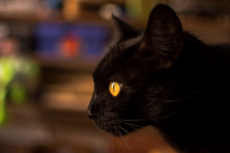 Black beautiful cat with yellow eyes looking at the left side with a colored background. Argentina.の写真素材