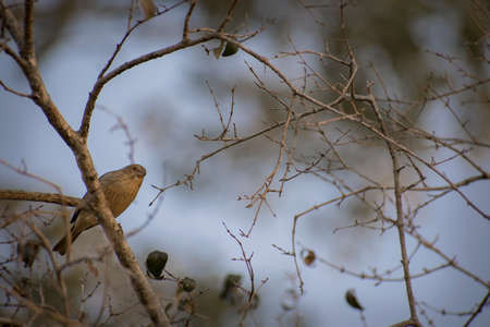 Female Golden Goldfinch (Sicalis flaveola) standing in a tree in San Ignacio Town, Misiones, Argentinaの写真素材