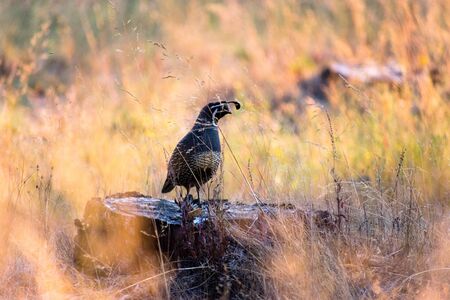Wild Nature by Sebastian Lagosの写真素材