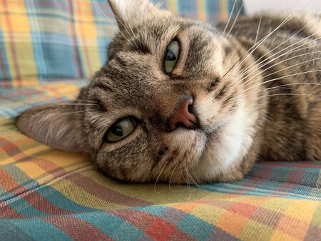 Cat Lying In Colorful Coachの写真素材