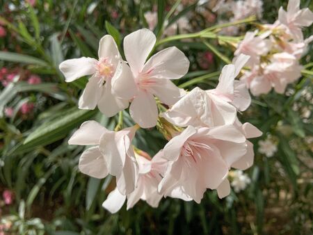 Flowers In The Middle Of The Cityの写真素材