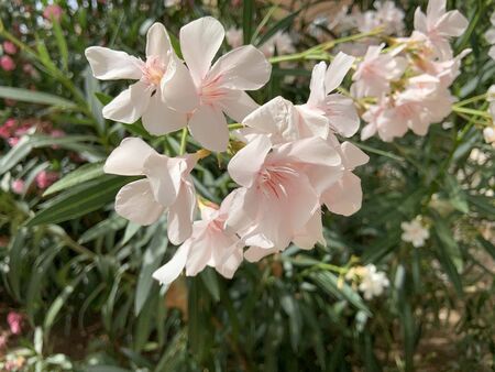 Flowers In The Middle Of The Cityの写真素材
