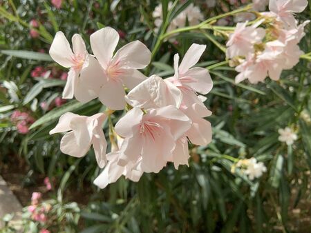 Flowers In The Middle Of The Cityの写真素材