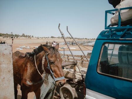 Horse next to the van at the start of a timbuktu safari. Blue motorhome in the desert starting the trip.の写真素材