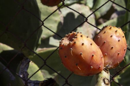 Prickly Pear Fruit or Nopal in the Wildの写真素材