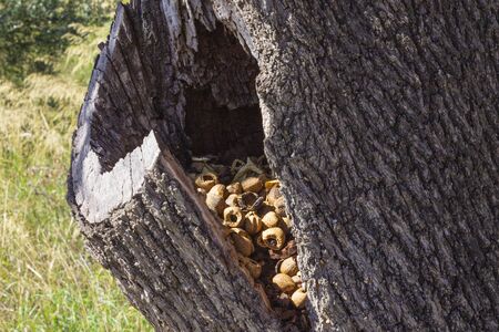 Almond tree with dry trunk, full of almondsの写真素材