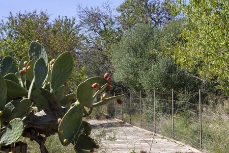 Prickly Pear Fruit or Nopal in the Wildの写真素材