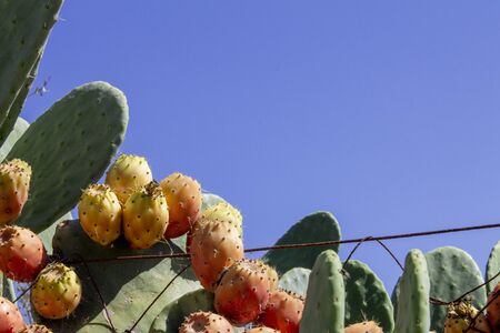 Prickly Pear Fruit or Nopal in the Wildの写真素材